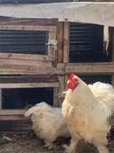 COQS ET POULES DE RACE (Bramane, Hermine)
