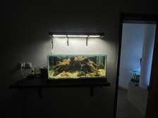 Aquarium naturel complet