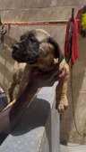 BOERBOEL