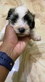 Bichon malté