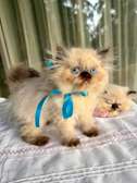 Chaton persan