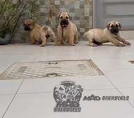 BOERBOELS