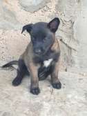 chiots malinois pure sang