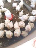 Poulet de chair