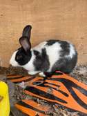 Paire Lapin
