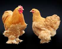 Vente de poulet d'hornement