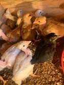 Poussin 2 semaines
