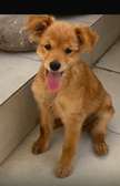 Chien de salon