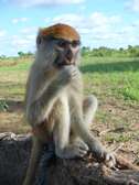 Singe