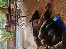 Berger allemand  malinois