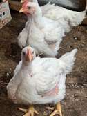poulet de chaire