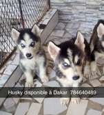 Husky femelle à Dakar