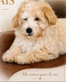 Chiot bichon maltais à vendre