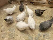 Pigeons de race