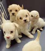 Bichon avec leur cage de transport