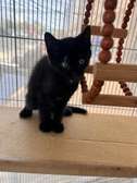 Chat main coone Noir
