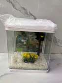 Aquarium bocal