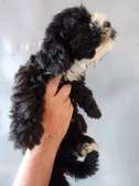 Bichon maltais