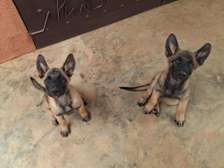 Chiots berger allemand