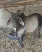 Geniteur guzerat
