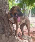 Presa Canario