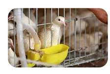 Abreuvoir Automatique Caille