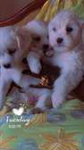 Chiots pure Bichon havanais