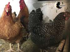 Trio Poulet local en vente