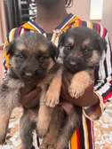 chiots berger allemand pure sang