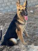 Vente femelle berger allemand