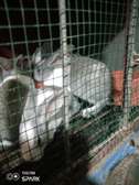 Lapin à vendre