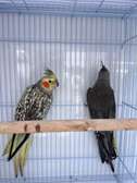 Couple calopsitte