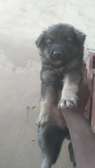 Chiots croisés berger allemand