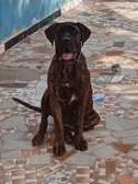 Presa Canario