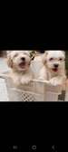 Chiots bichon maltais mâle