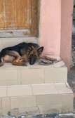Femelle berger allemand 8 mois