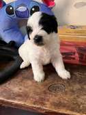 Bichon maltais à vendre