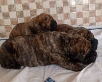 Chiots Presa Canario