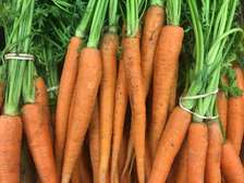 Horticulture