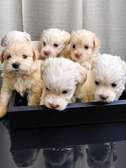 Bichon maltais