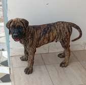Chiots mâles Presa Canario