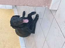 Labrador noir jeune affectueux et joueur