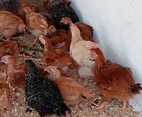 Vente de poulet local