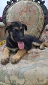 Berger allemand femelle gros gabarit