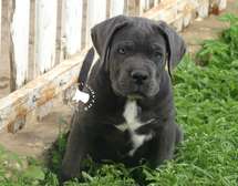 chiots cane corso