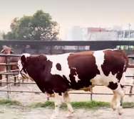 Geniteur montbeliard importé