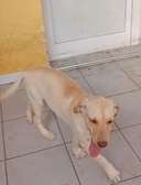 Labrador pure race