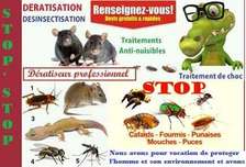 Désinsectisation-dératisation-dereptilisation