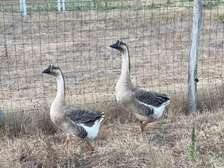 Oiseaux