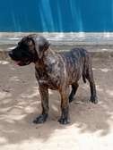 Chiot mâle Presa Canario